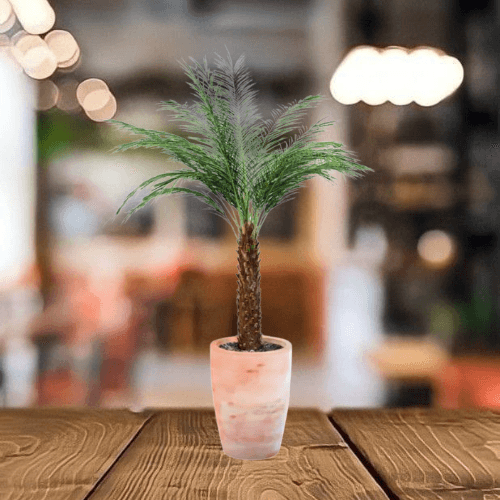 Phoenix Roebelenii - BioSync Plants®