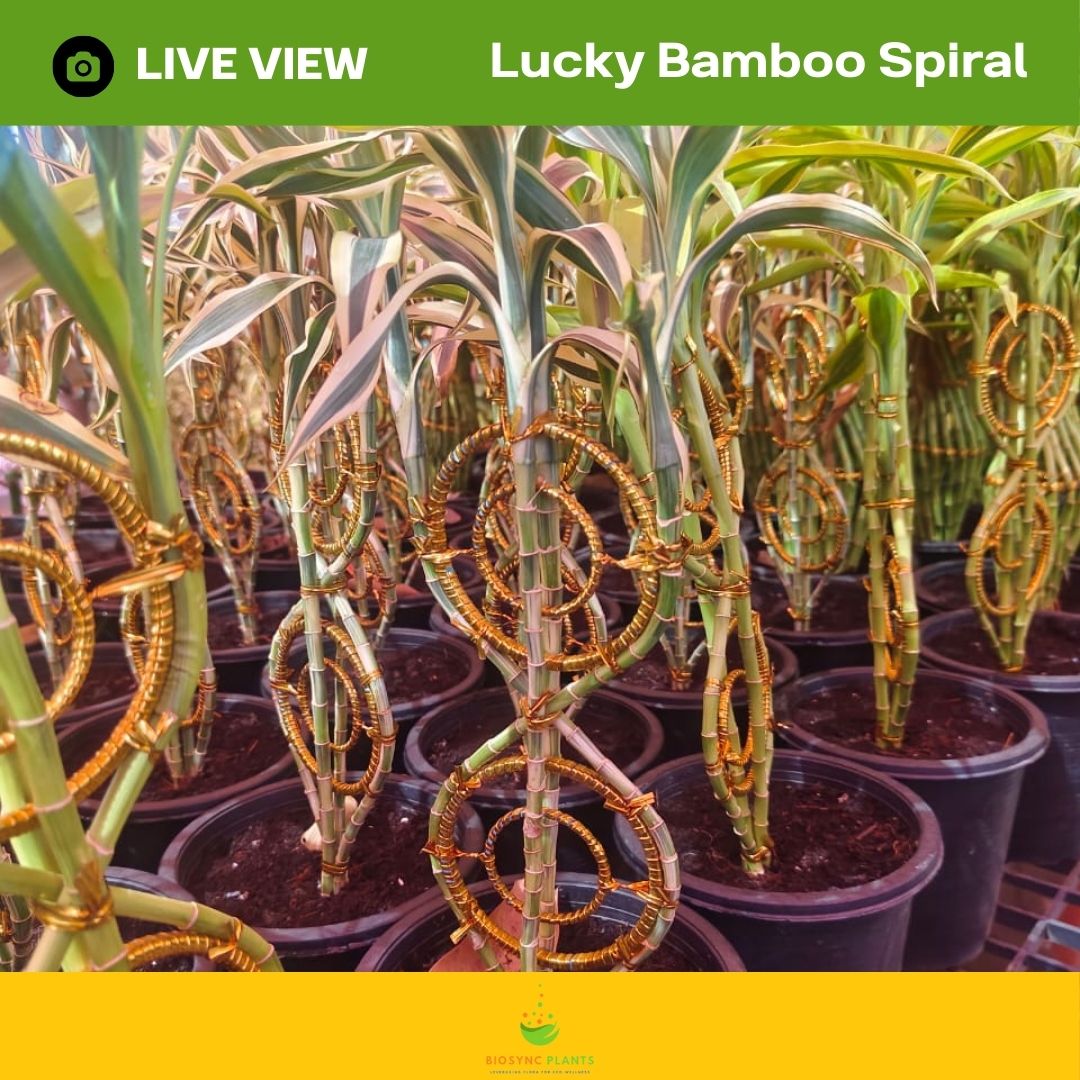 Lucky Bamboo's