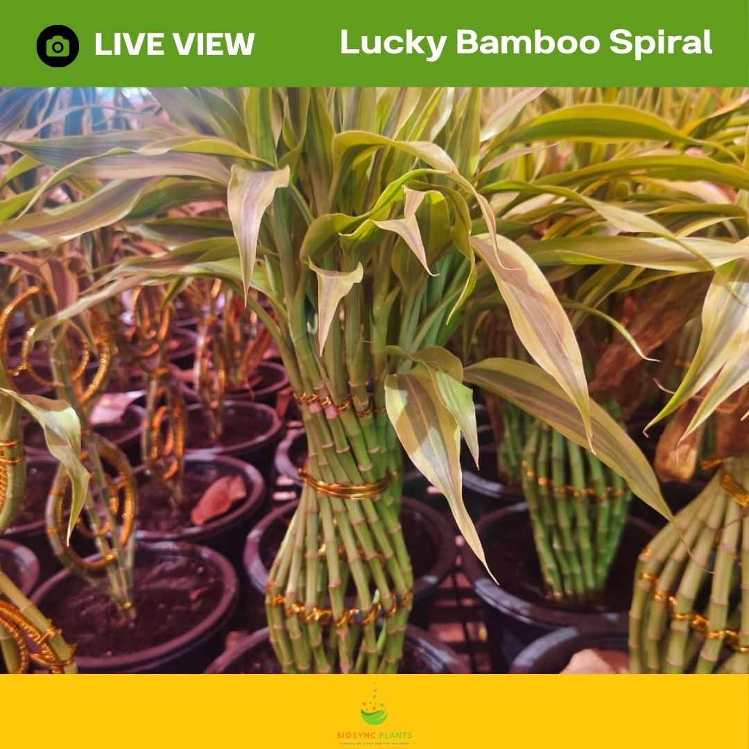 Lucky Bamboo's