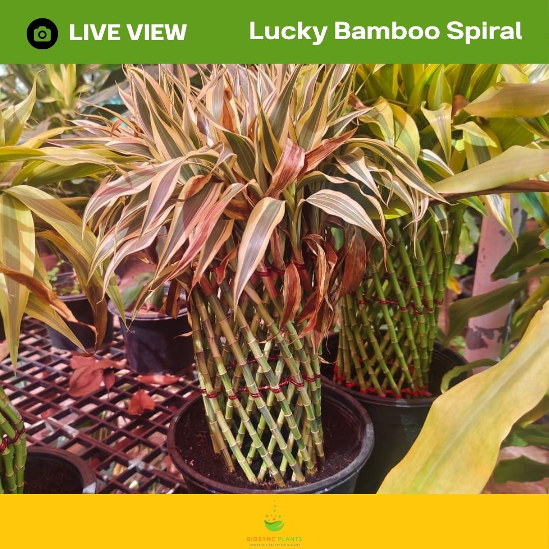 Lucky Bamboo's