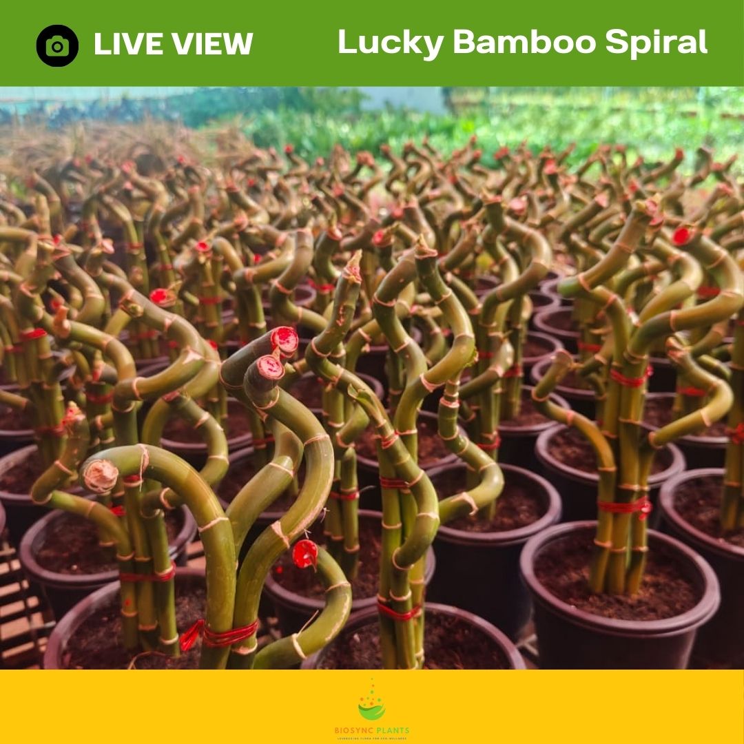 Lucky Bamboo's
