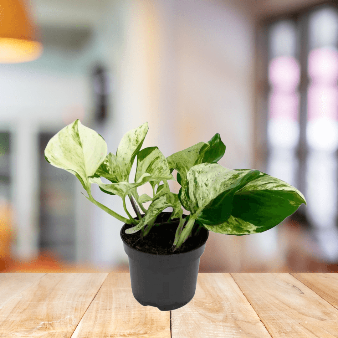 Manjula Pothos - BioSync Plants®