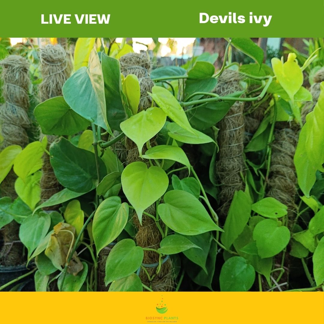 Money Plant - Devils ivy