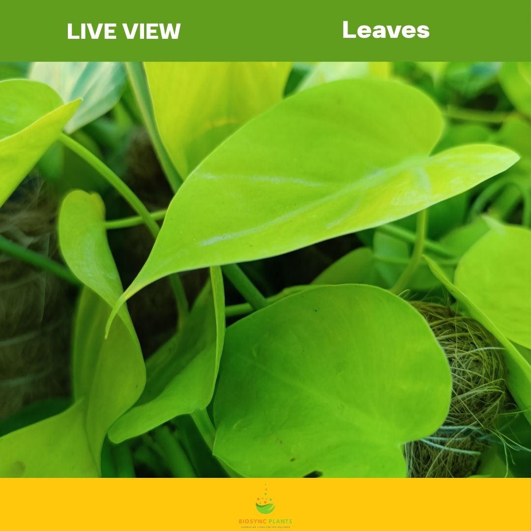 Money Plant - Devils ivy