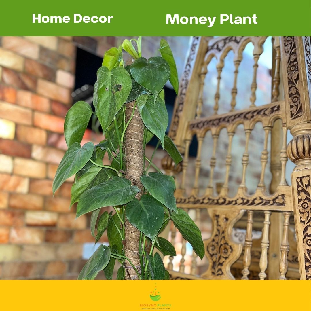 Money Plant - Devils ivy