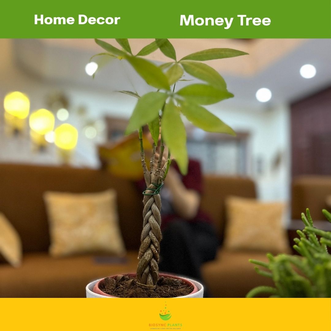 Pachira Aquatic Twistted Small - Money Tree