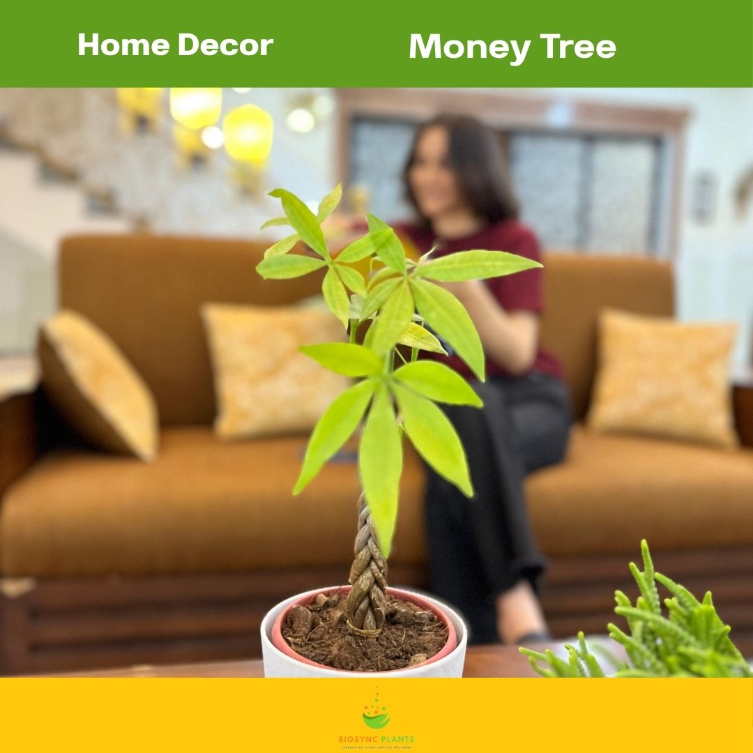 Pachira Aquatic Twistted Small - Money Tree