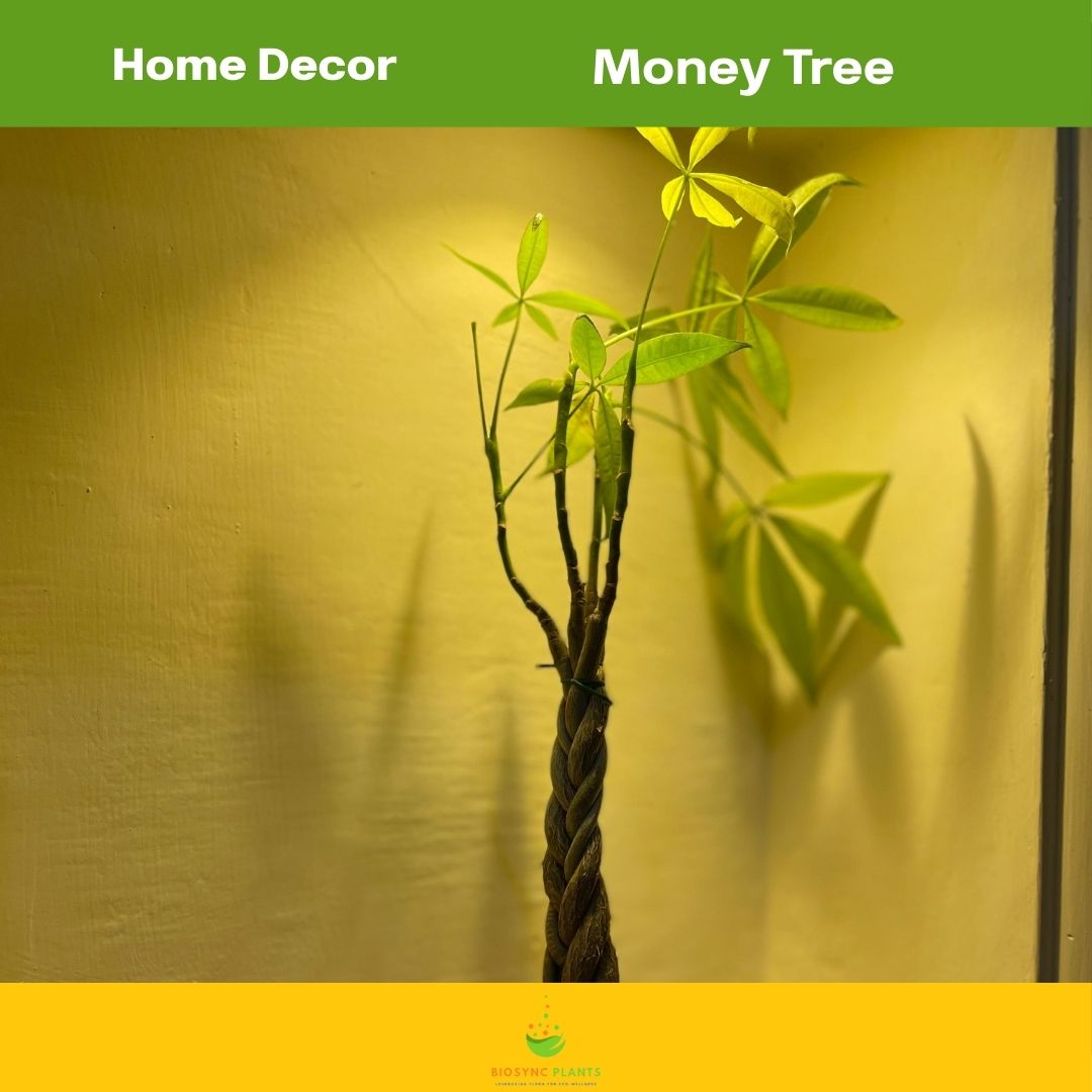 Pachira Aquatic Twistted Small - Money Tree