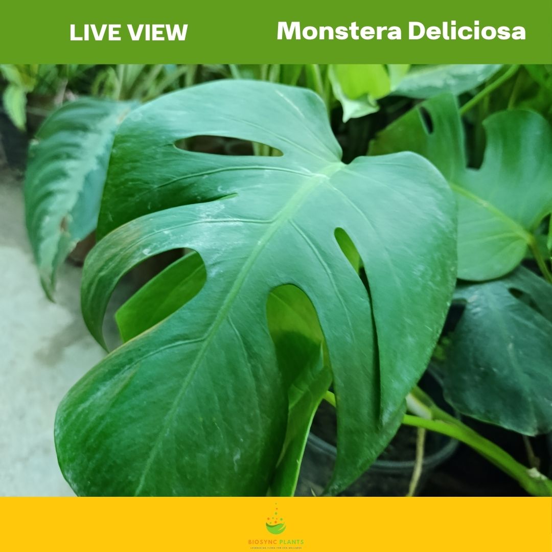 Monstera Deliciosa