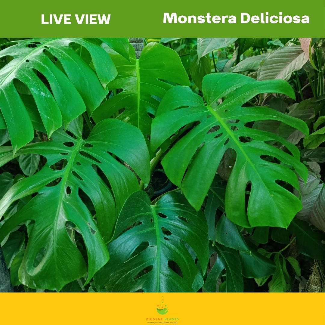 Monstera Deliciosa