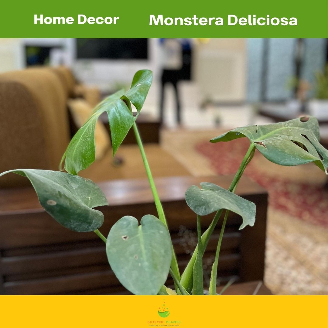 Monstera Deliciosa