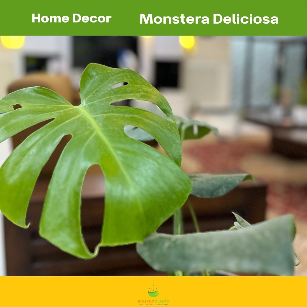 Monstera Deliciosa