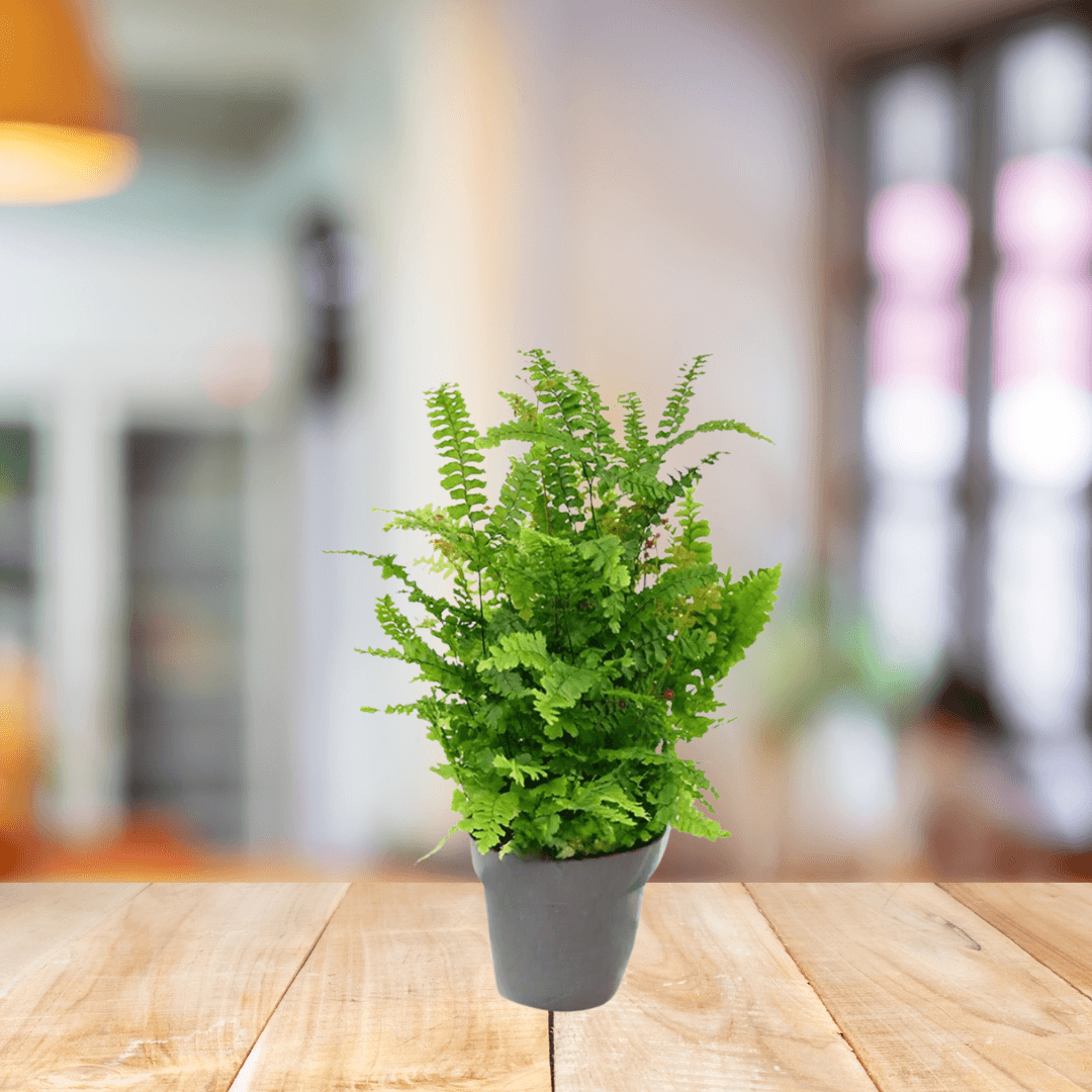 Boston Fern - BioSync Plants®