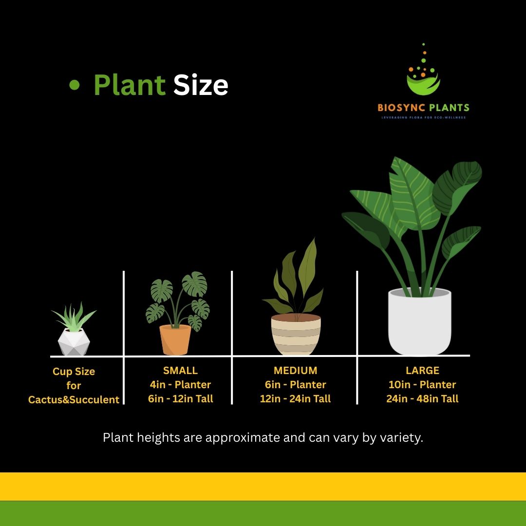 Philodendron Hederaceum