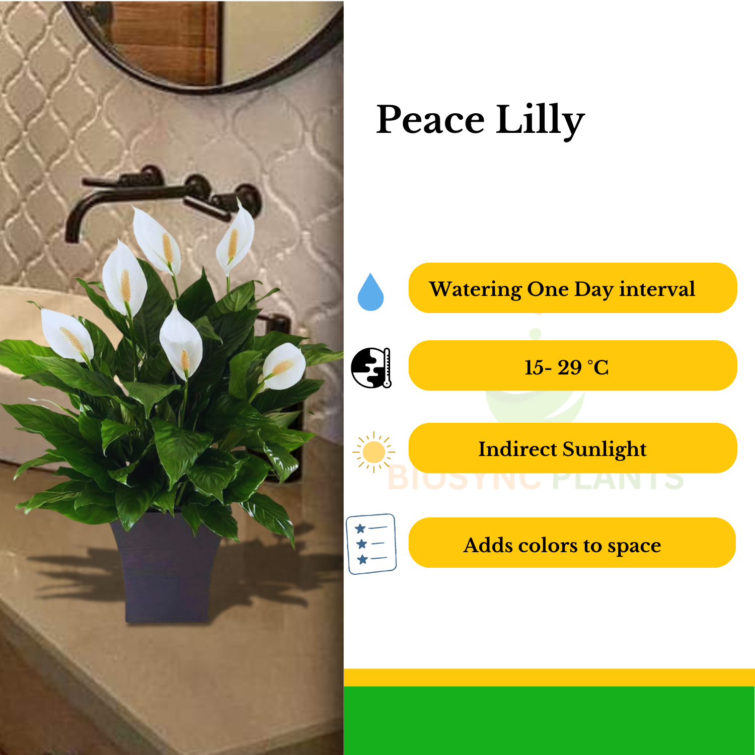 Peace lily