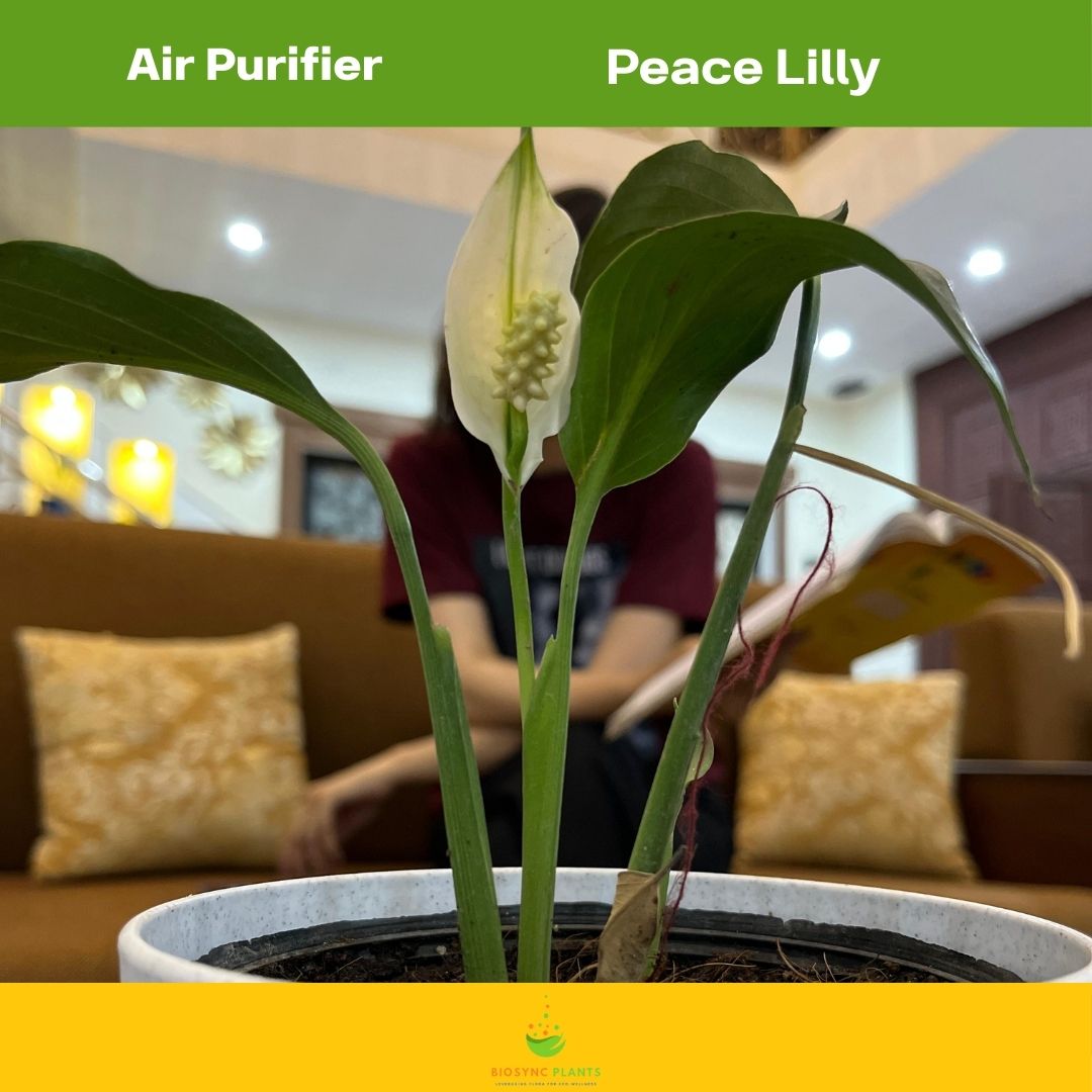 Peace lily