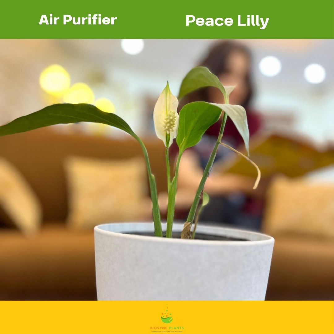 Peace lily