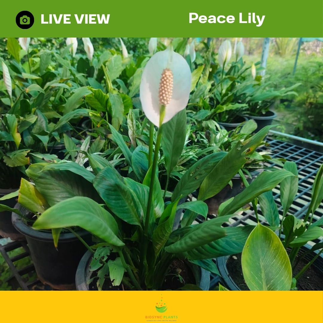 Peace lily