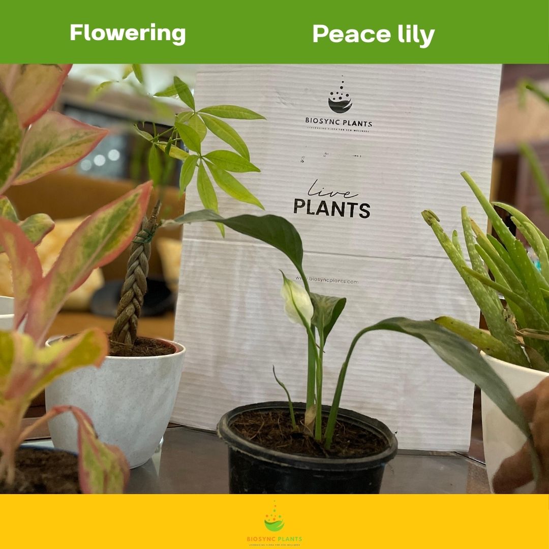 Peace lily
