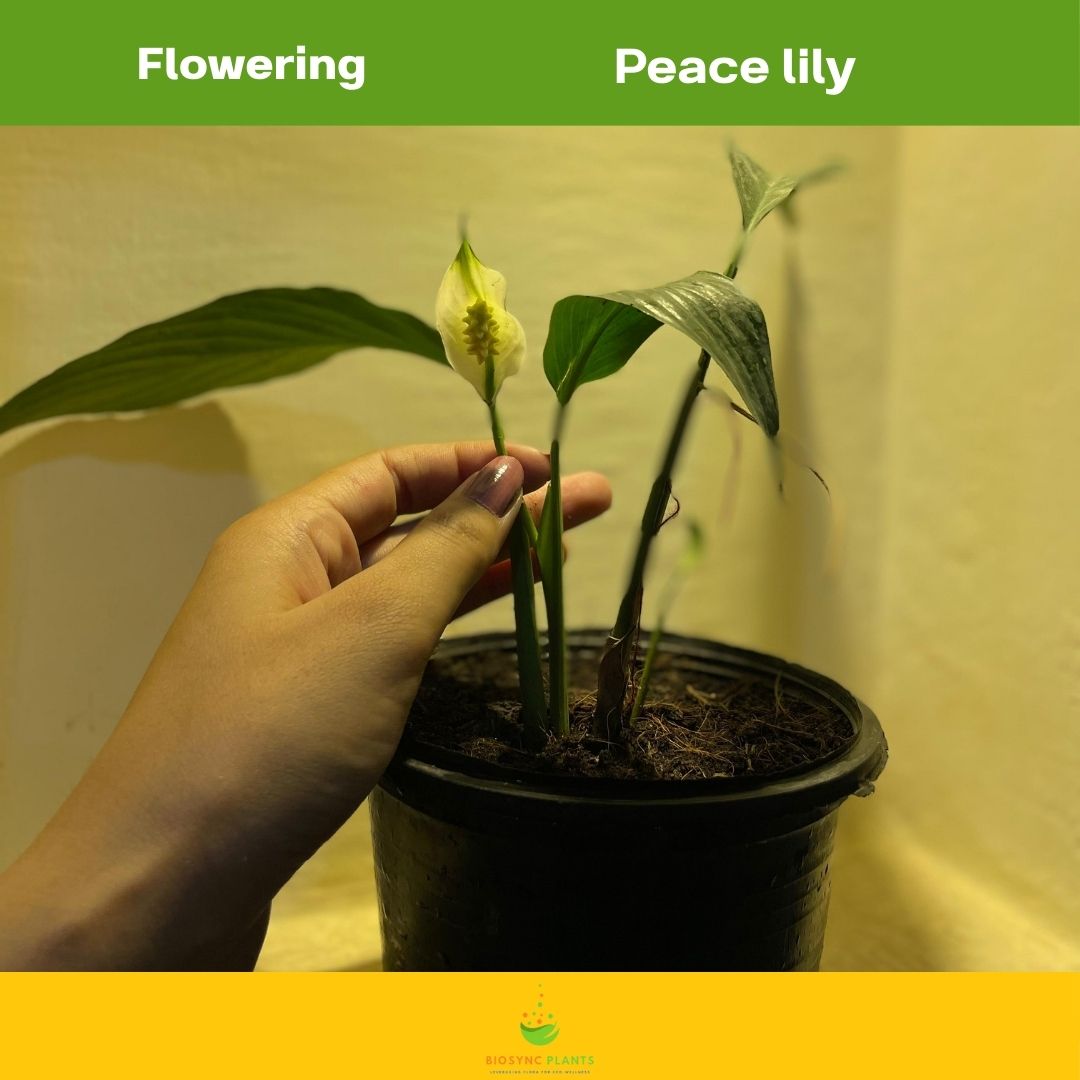 Peace lily