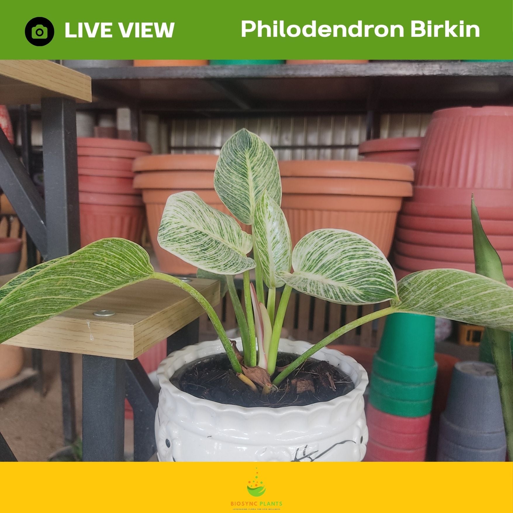 Philodendron Brakin