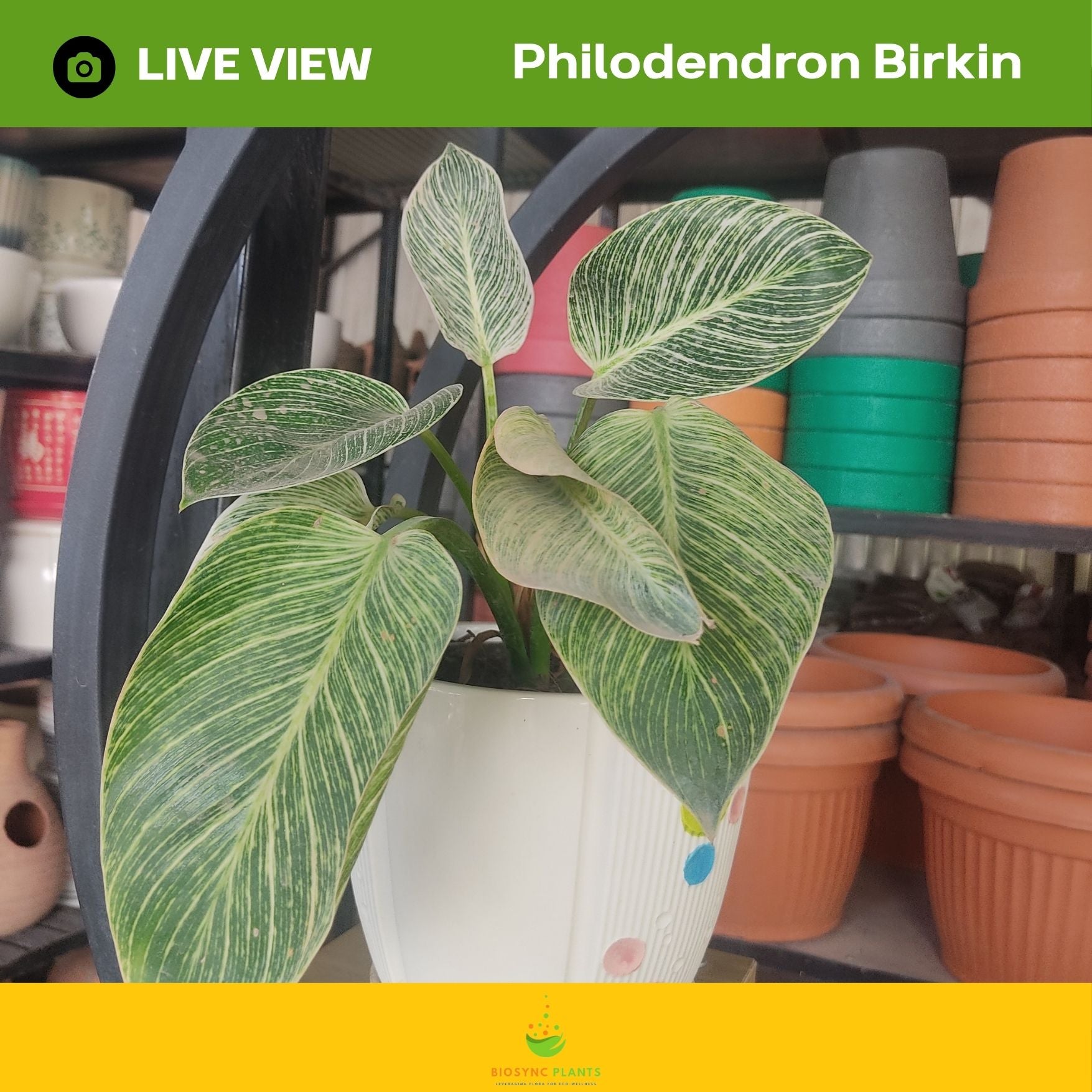 Philodendron Brakin