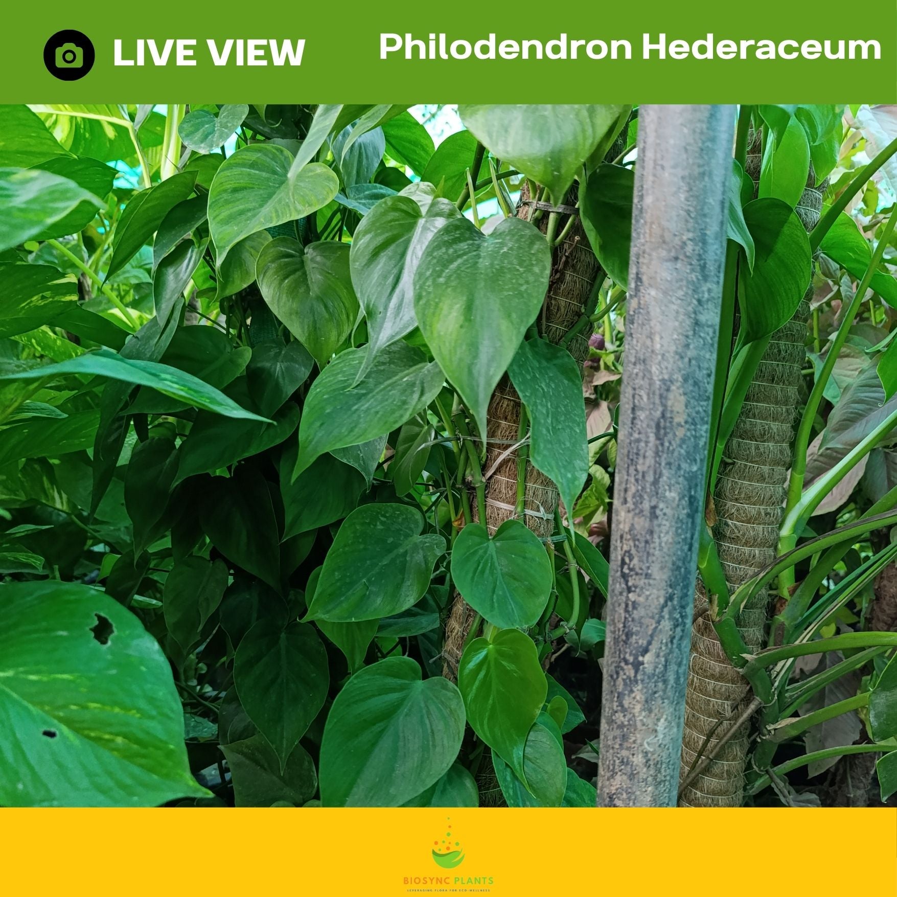 Philodendron Hederaceum
