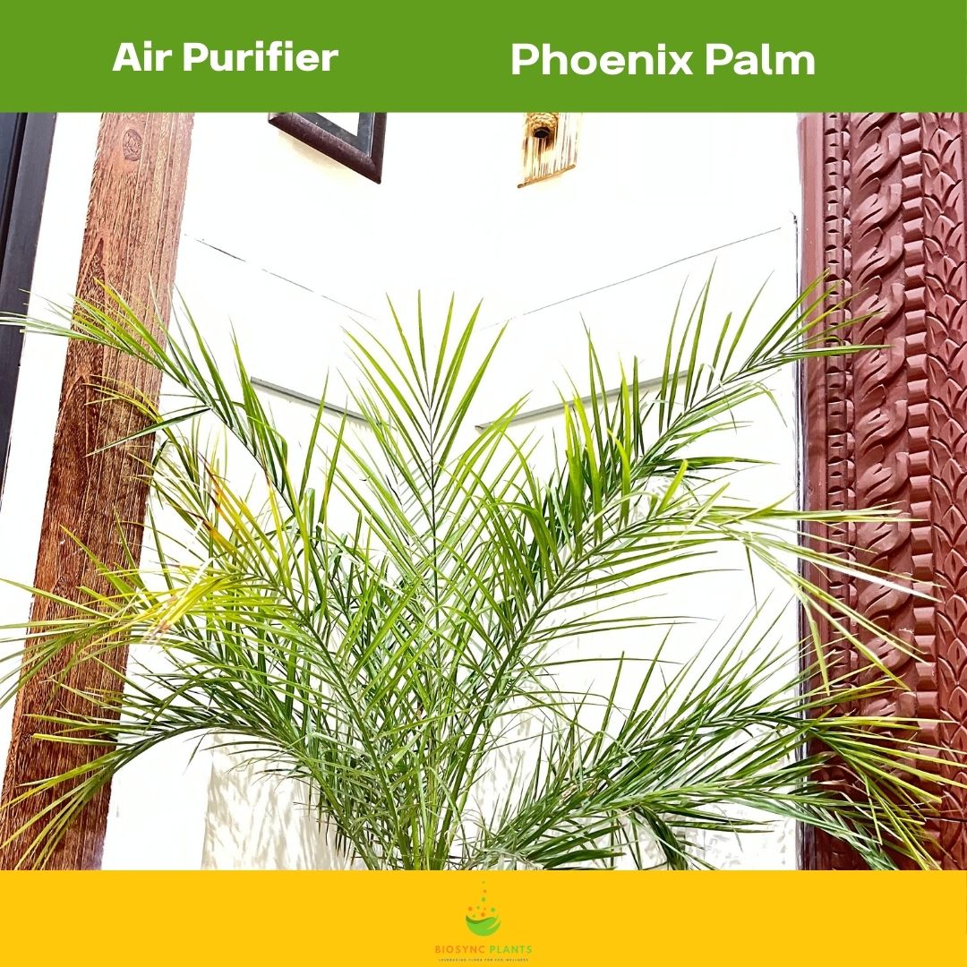 Roebelenii - Phoenix Palm