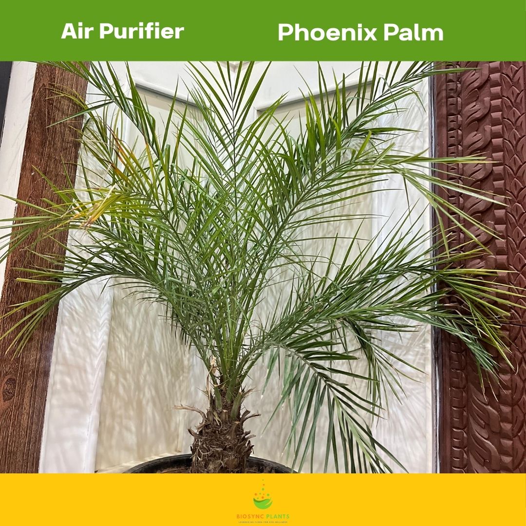 Roebelenii - Phoenix Palm