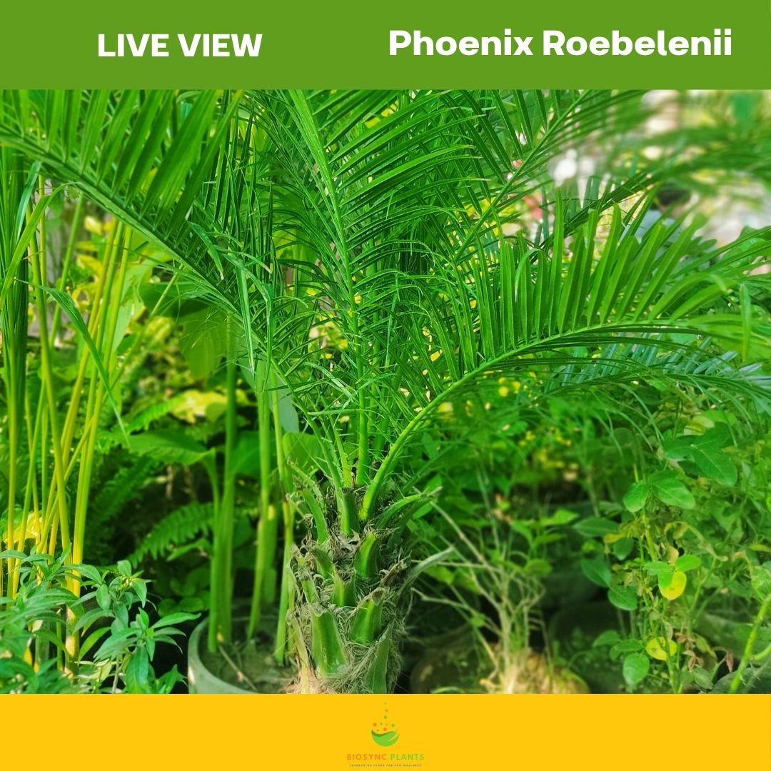 Roebelenii - Phoenix Palm