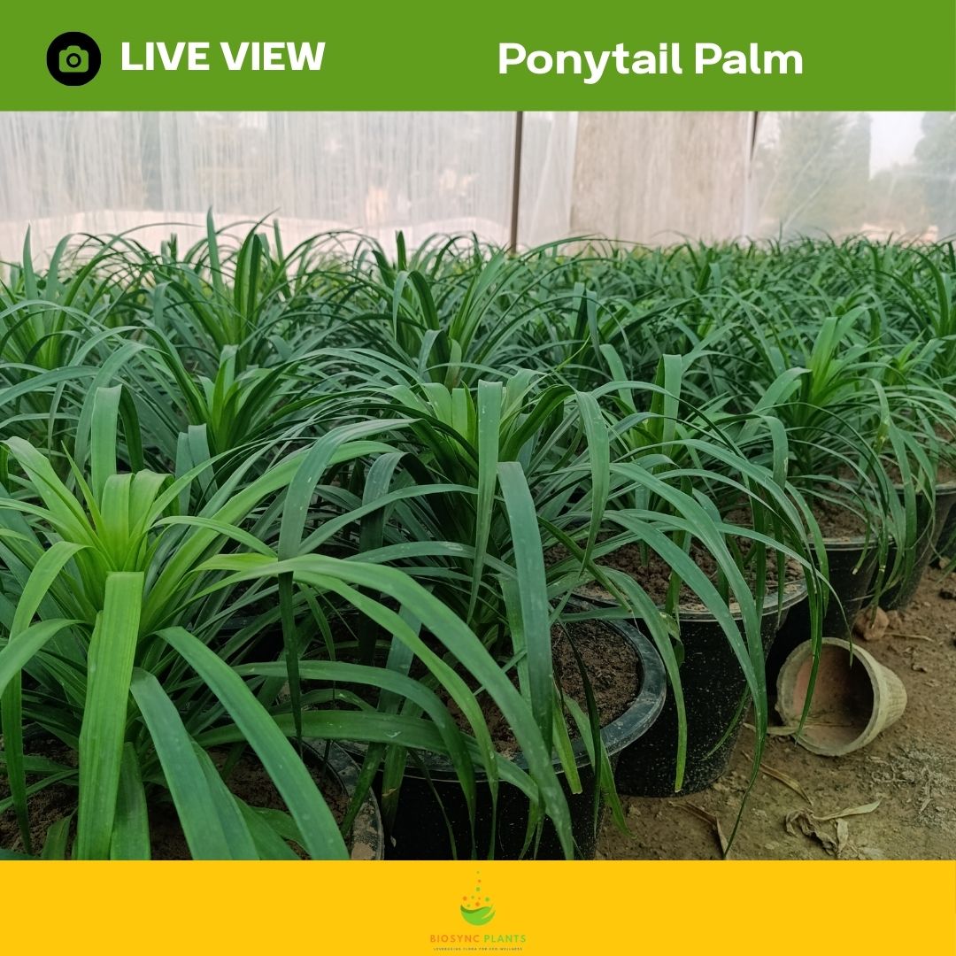 Ponytail Palm