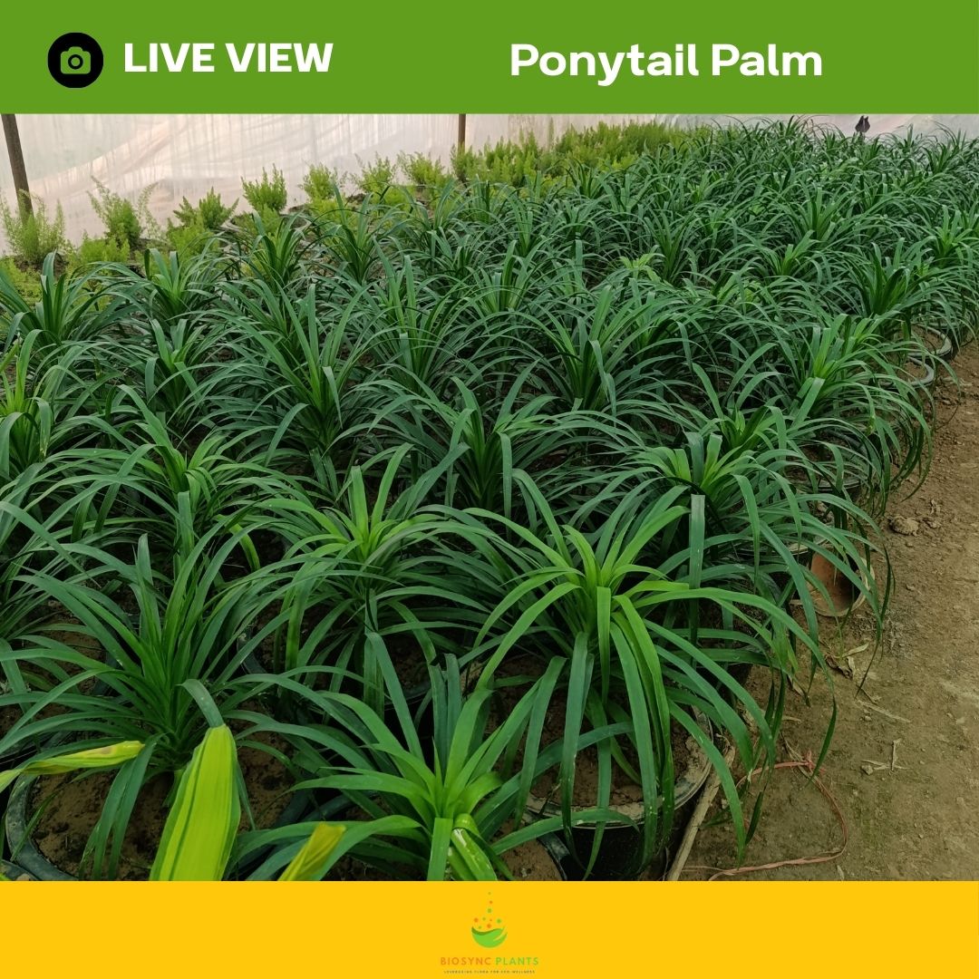 Ponytail Palm