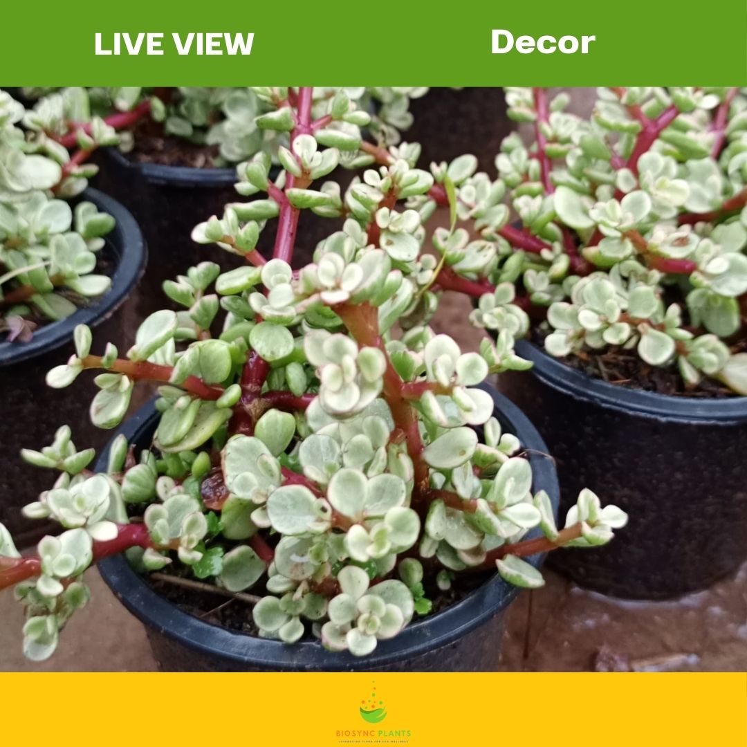 Succulents Gem