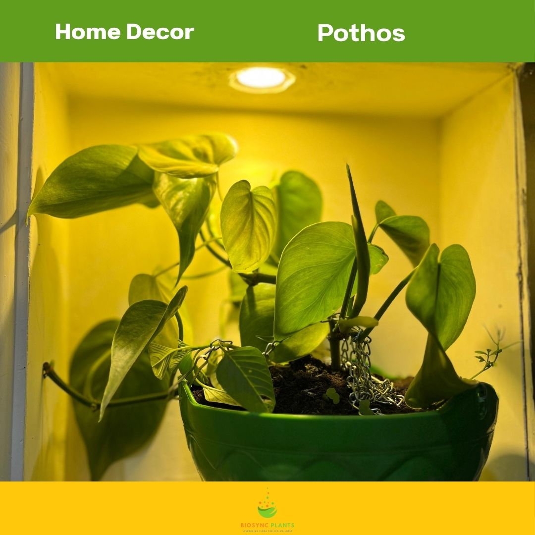 Pothos