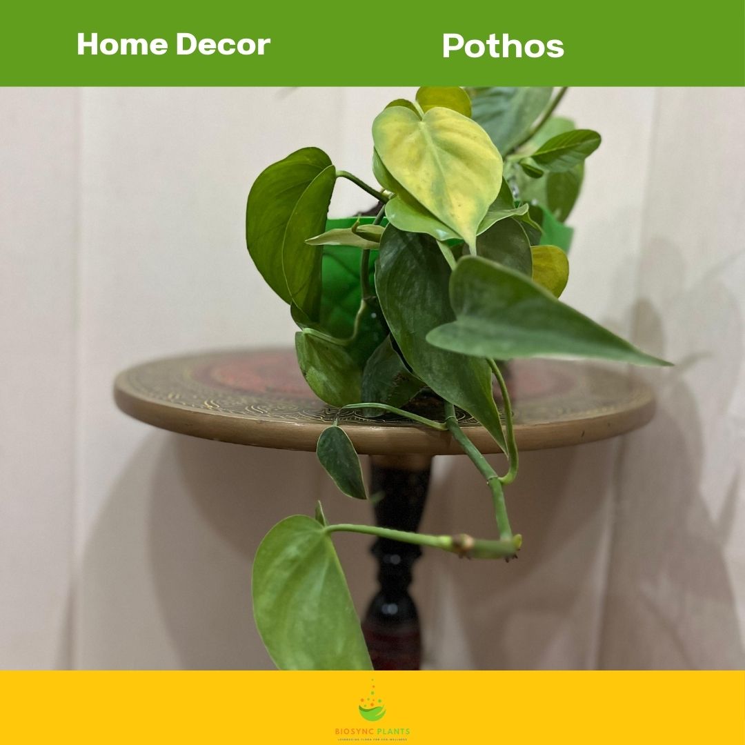 Pothos