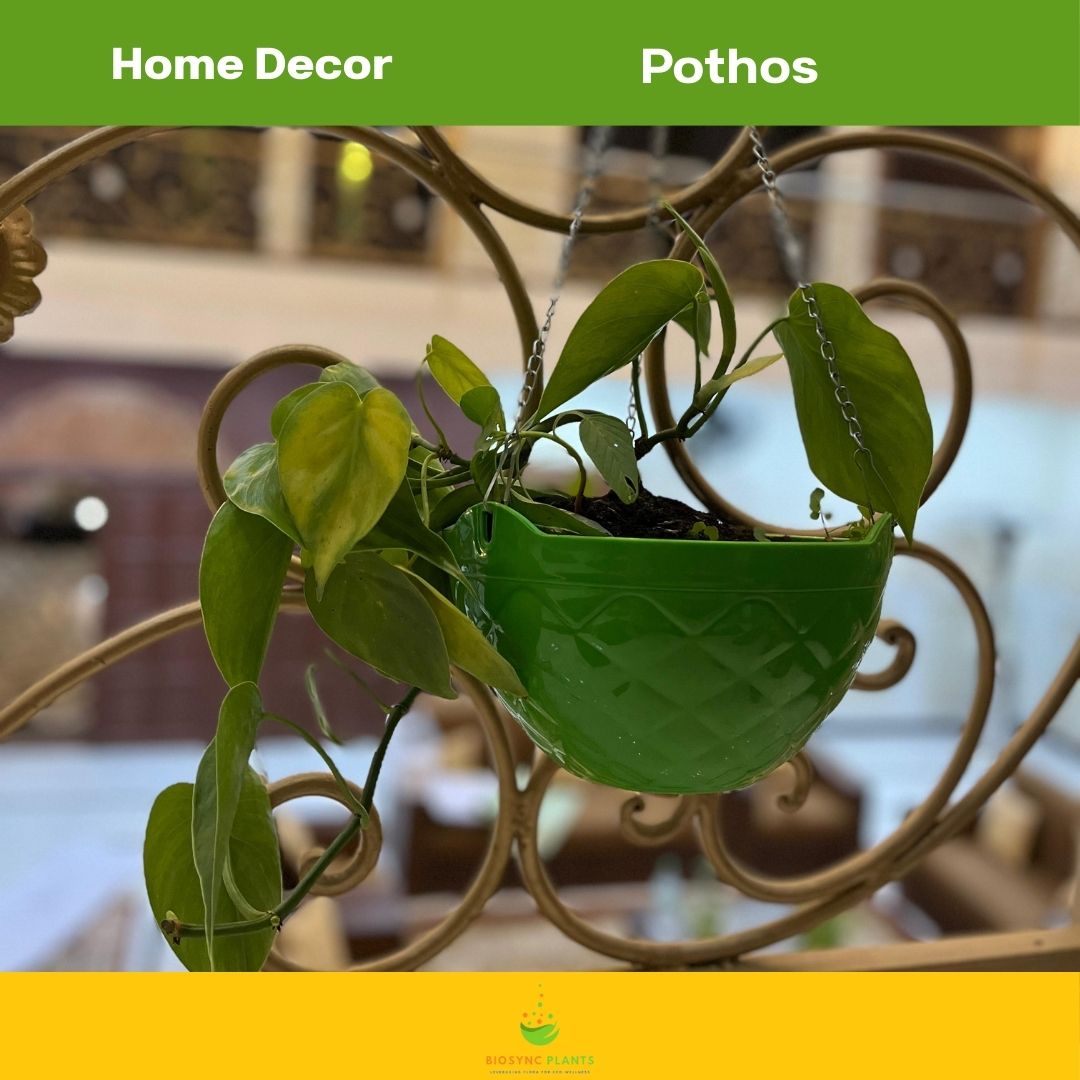 Money Plant - Devils ivy