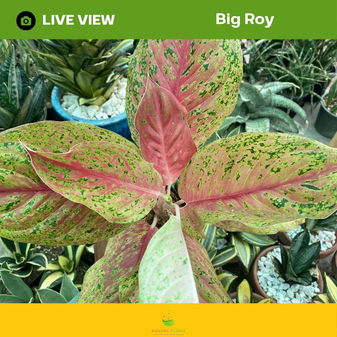 Aglaonema's