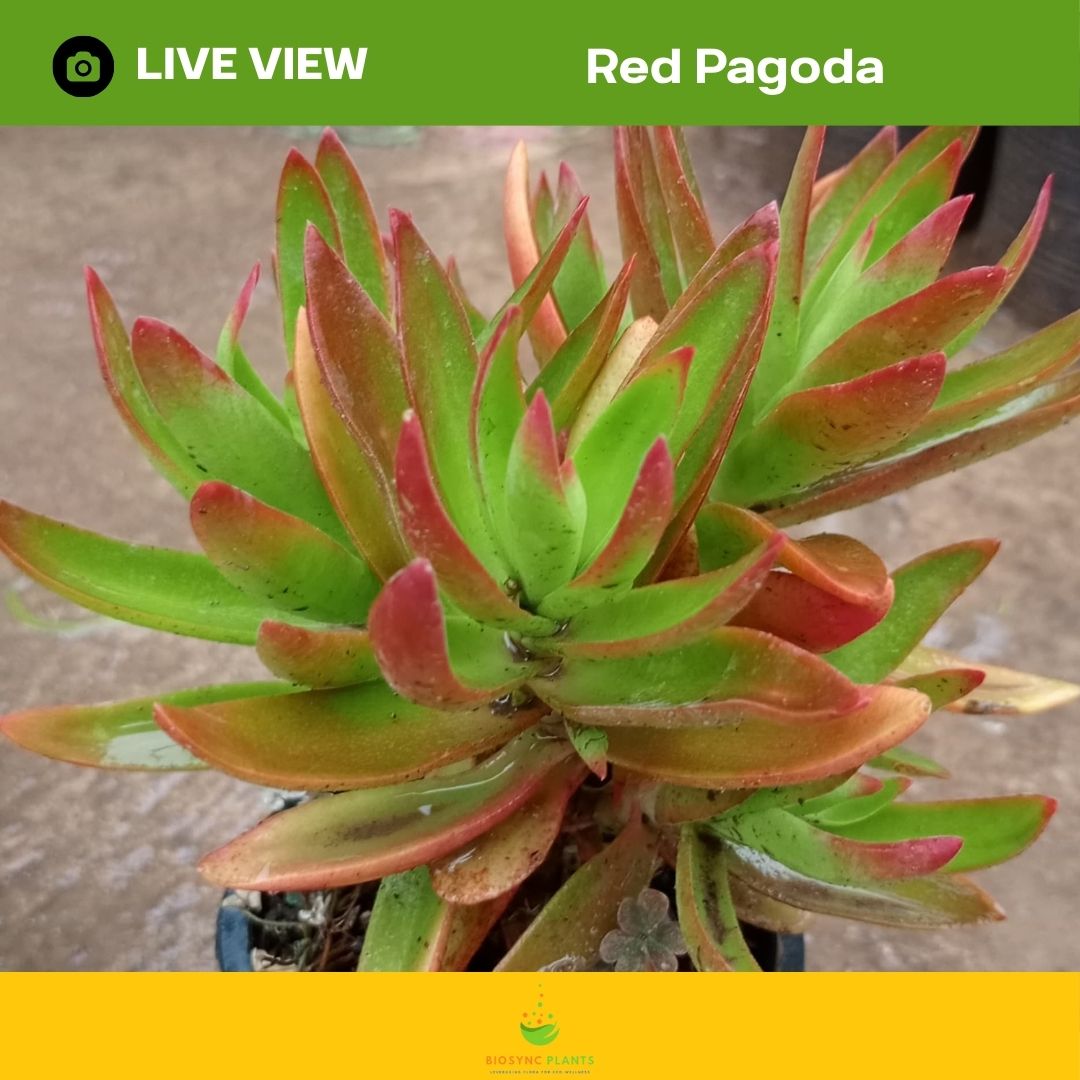 Succulents Gem