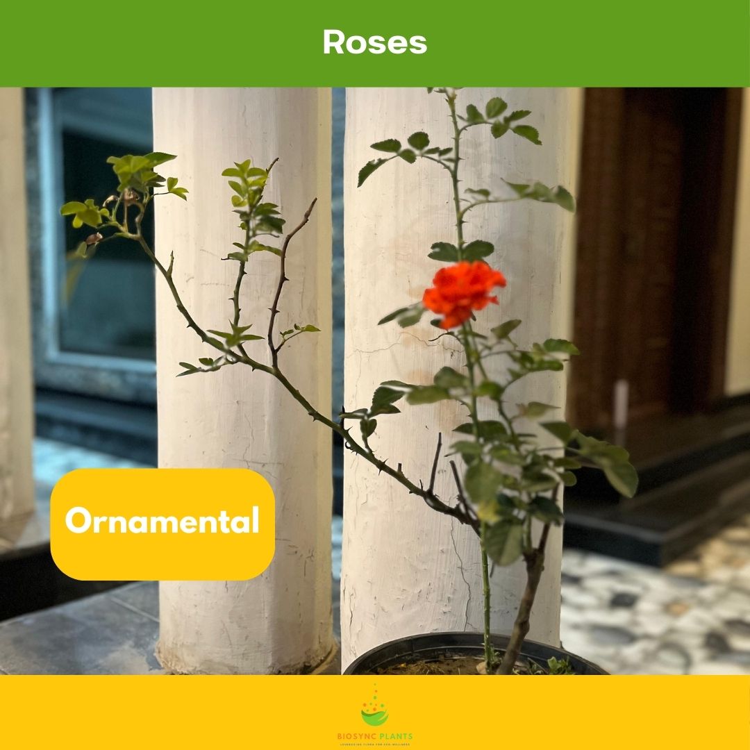 Roses