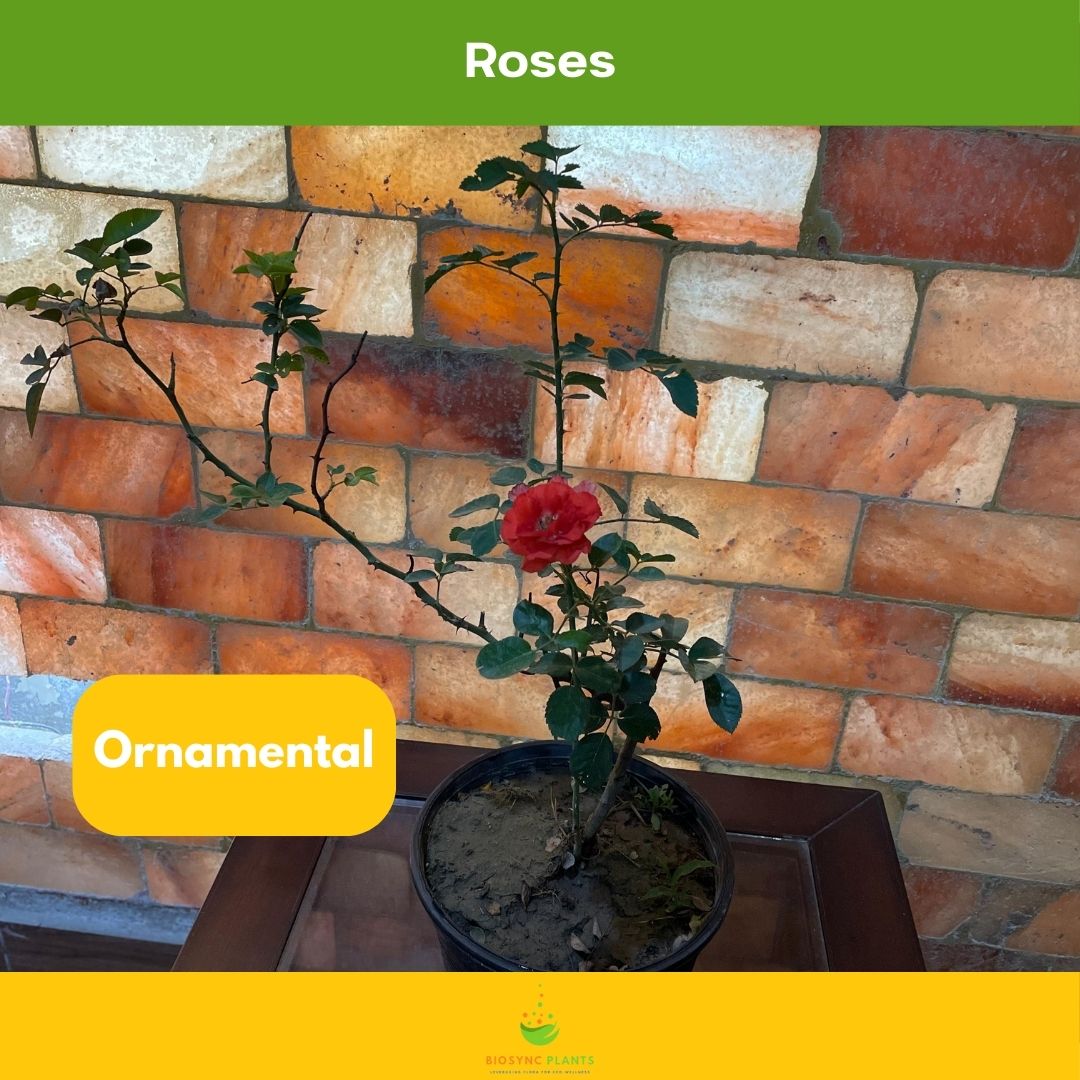Roses