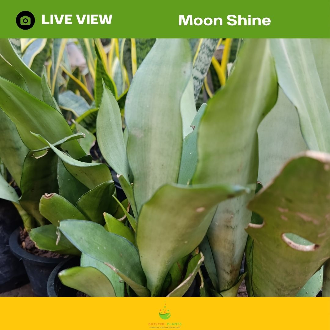 Snake Plant - Gold Flame