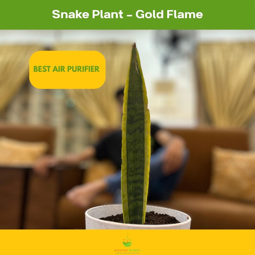 Snake Plant - Gold Flame