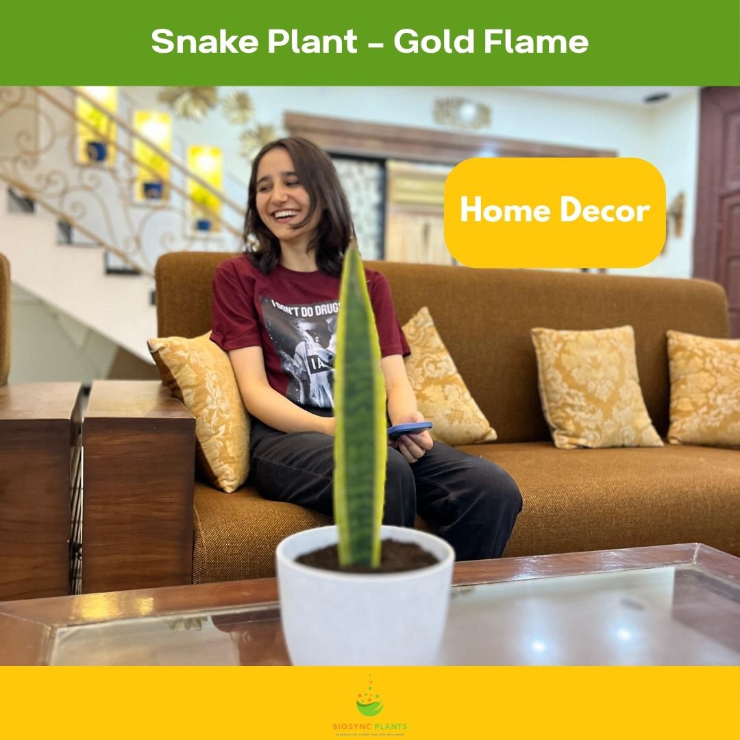 Snake Plant - Gold Flame
