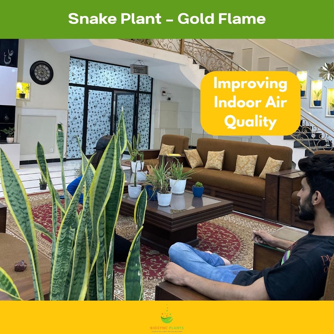 Snake Plant - Gold Flame