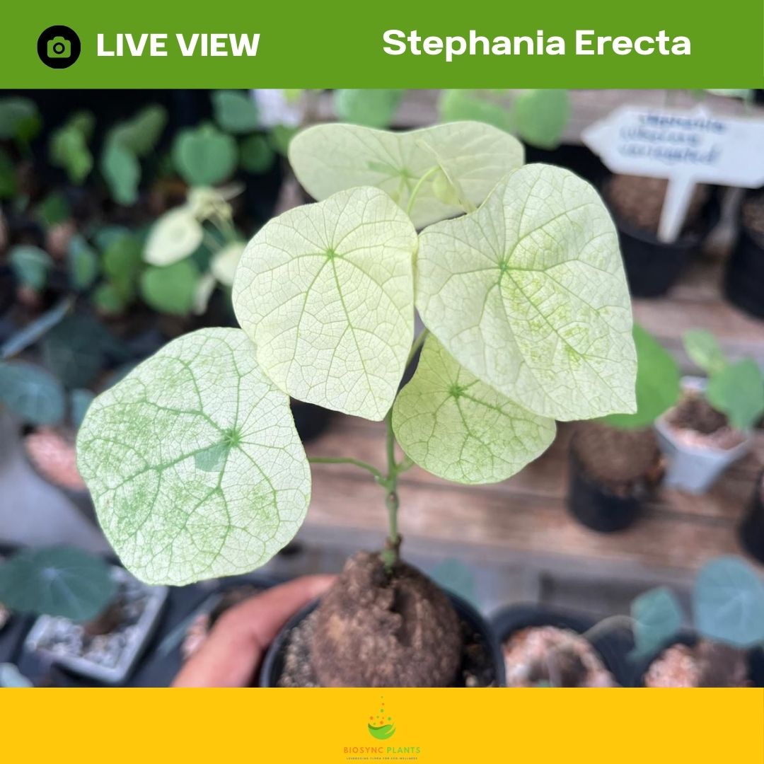 Stephania Erecta