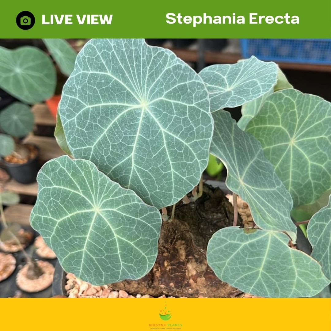 Stephania Erecta