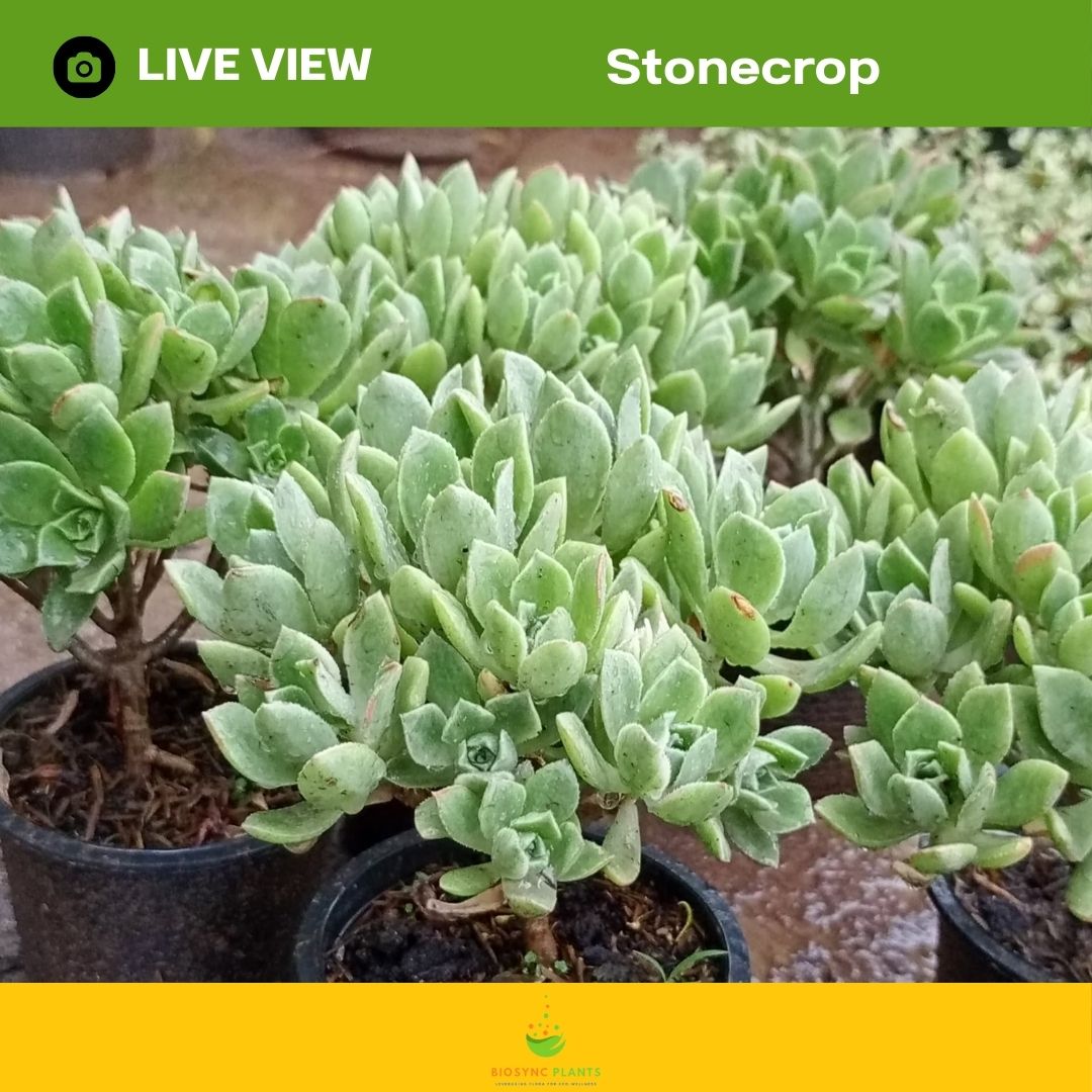 Succulents Gem
