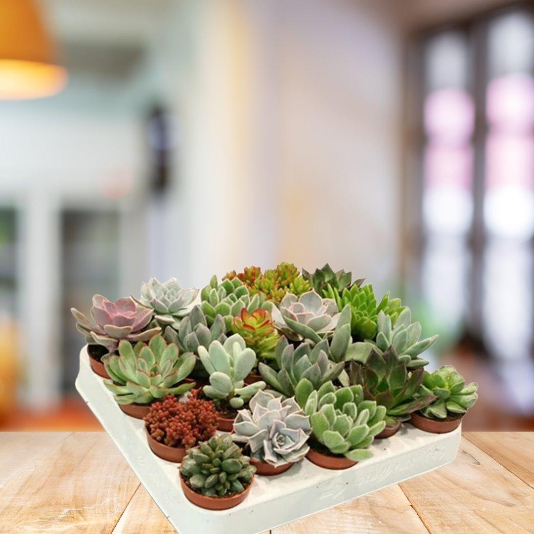 Succulents Gem Small House Plant BioSync Plants® 