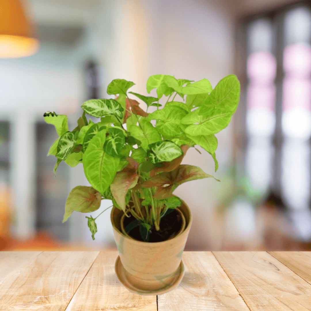Syngonium - BioSync Plants®