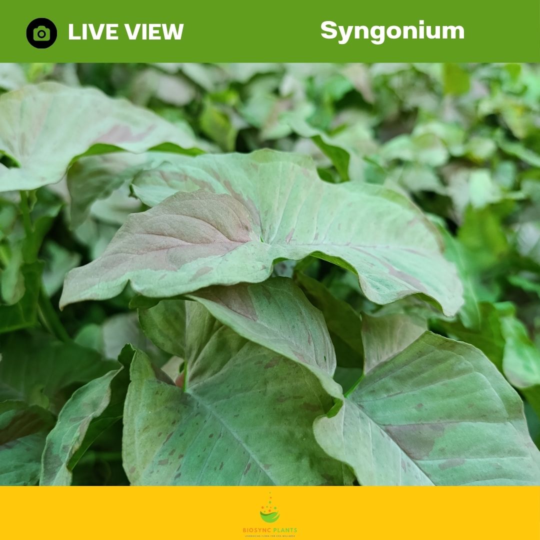 Syngonium